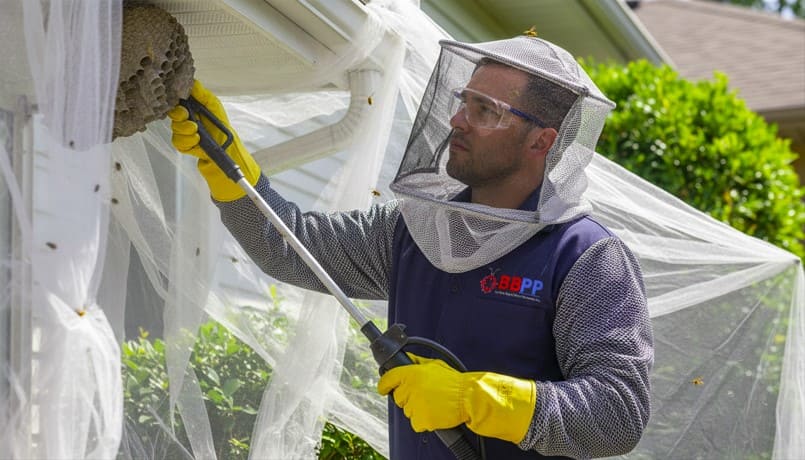Wasp Removal King City